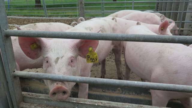 Schwein mit Ohrmarke Piggy guckt in Kamera. Daneben anderen Schweine. Schwein mit Ohrmarke Piggy guckt in Kamera. Daneben anderen Schweine.