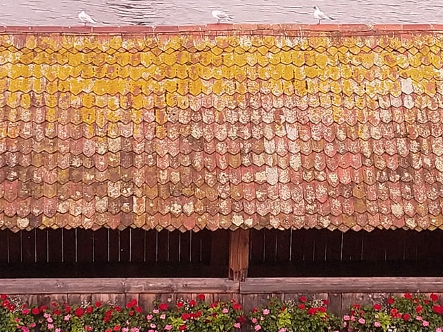 Drei Möwen auf dem Dach einer Holzbrücke (die Kapellbrücke). untern sind rote Geranien zu sehen. Drei Möwen auf dem Dach einer Holzbrücke (die Kapellbrücke). untern sind rote Geranien zu sehen.
