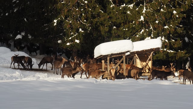 Wildtierfütterung im Winter Wildtierfütterung im Winter
