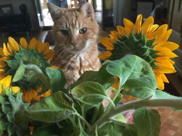 Kater beobachtet Sonnenblumen auf Tisch.