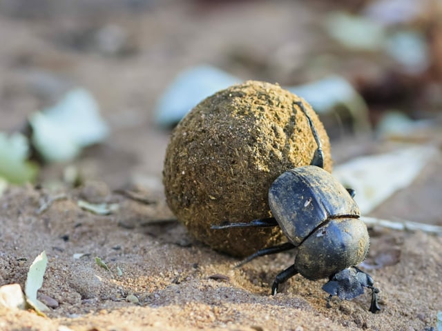 Ein Käfer schiebt mit seinem Hinterteil einen erdige Kugel vor sich hin, welche etwa drei Mal so gross ist wie der Käfer selbst. Ein Käfer schiebt mit seinem Hinterteil einen erdige Kugel vor sich hin, welche etwa drei Mal so gross ist wie der Käfer selbst.