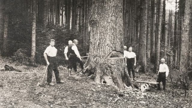 Männer im weissen Hemd fällen eine riesige Tanne. Männer im weissen Hemd fällen eine riesige Tanne.