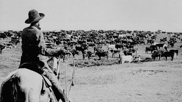 Ein Cowboy und seine Herde. Ein Cowboy und seine Herde.