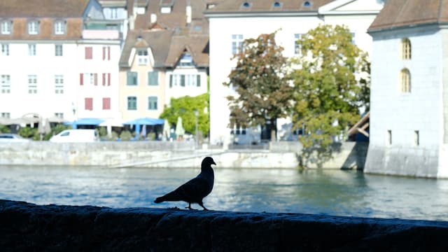 Taube an Flussufer. Taube an Flussufer.