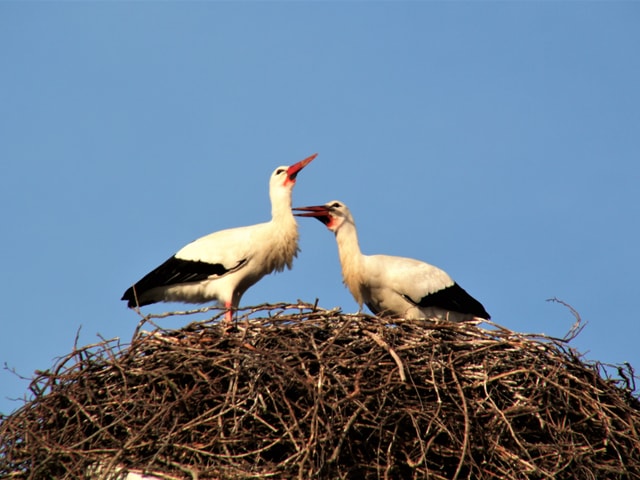 Zwei Störche im Nest.