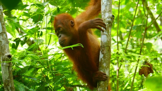 Ein Orang-Utan-Baby in den Baumwipfeln Ein Orang-Utan-Baby in den Baumwipfeln
