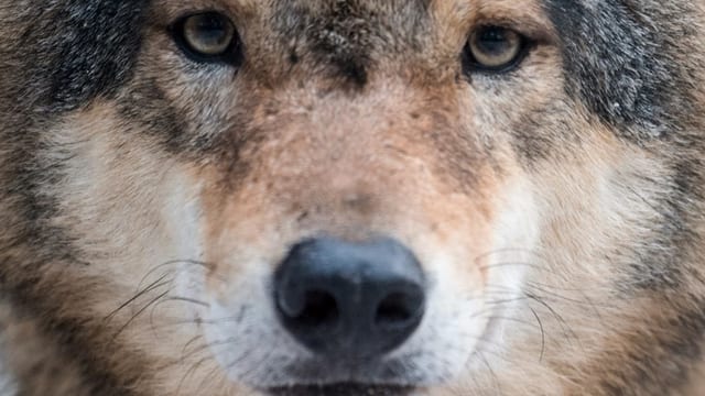 Wolf-Abschuss: Das letzte Wort hat das Volk