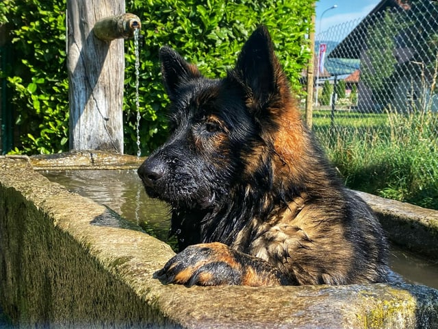 Ein Hund erfrischt sich in einem Brunnen.