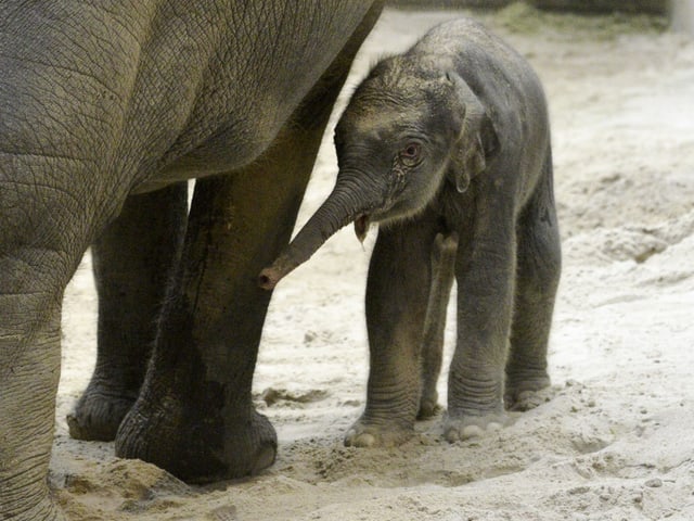Ein kleiner Elefant steht in einer Sandbox.
