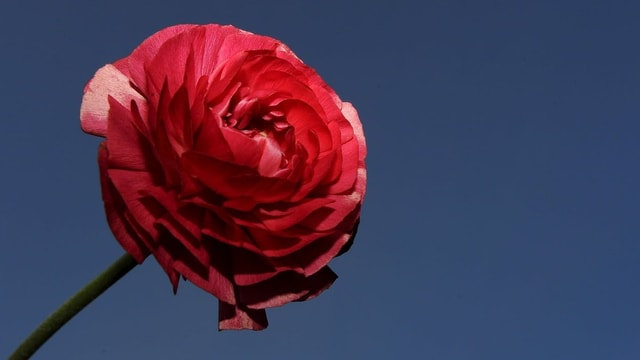 Roter asiatischer Hahnenfuss Roter asiatischer Hahnenfuss