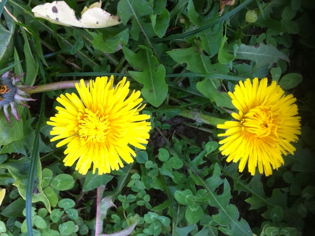 Zwei Löwenzahnblüten.
