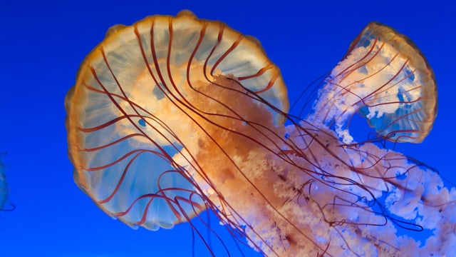 Eine orange Qualle in leuchtend blauem Wasser. Eine orange Qualle in leuchtend blauem Wasser.