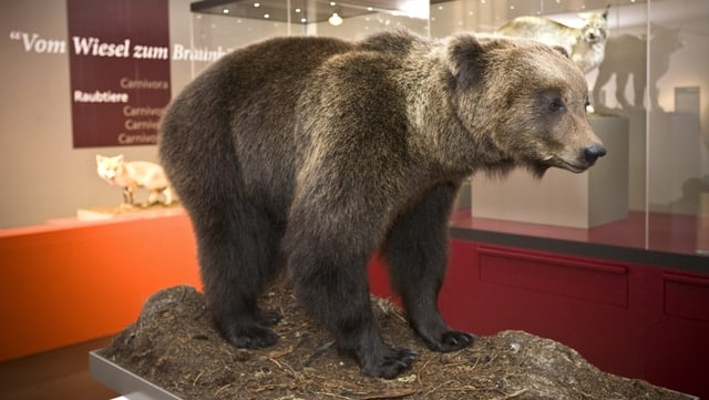 Igl è anc intschert sche l'urs M13 vegn exponì en il Museum da la Natira, sco ses collega JJ3 ch'ins vesa qua en il museum. Igl è anc intschert sche l'urs M13 vegn exponì en il Museum da la Natira, sco ses collega JJ3 ch'ins vesa qua en il museum.
