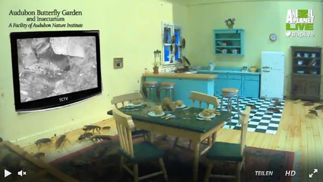 Kakerlaken im Puppen-Wohnzimmer. Kakerlaken im Puppen-Wohnzimmer.