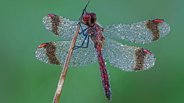 eine Libelle, die von Tropfen übersät ist eine Libelle, die von Tropfen übersät ist