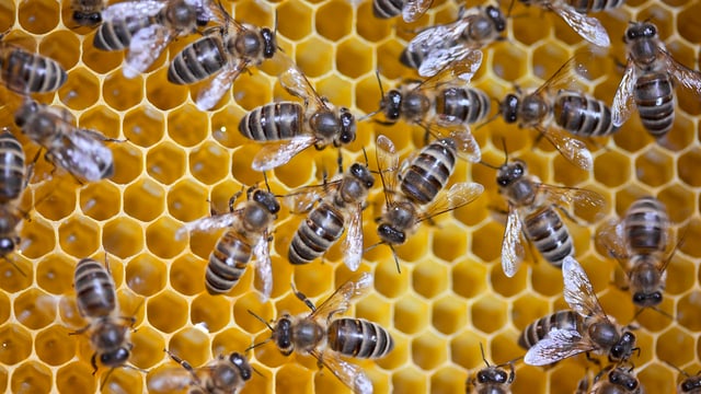 Bienenwabe mit Bienen Bienenwabe mit Bienen
