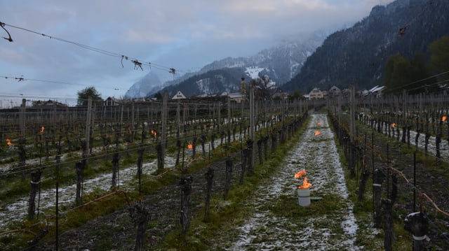 Feuertöpfe zwischen den Rebstöcken Feuertöpfe zwischen den Rebstöcken