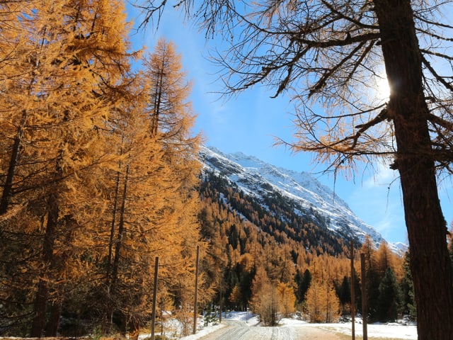 Ein Wald voller gelber Lärchen und grünen Tannen oder Kiefern säumen das Tal und den Berghang. In erhöhten Lagen liegt Schnee. Der Himmel darüber ist tiefblau.