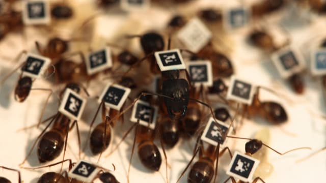 Die Miniatur-QR-Codes halfen den Forschern, die Bewegungen der Insekten zu verfolgen.