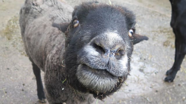 Ein Schaaf guckt in die Linse Ein Schaaf guckt in die Linse
