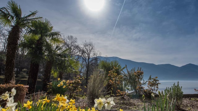 Viel blauer Himmel und spriessende Blumen in Ascona. Viel blauer Himmel und spriessende Blumen in Ascona.