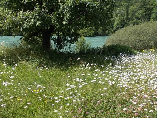 Naturwiese an Flussufer mit Apfelbaum