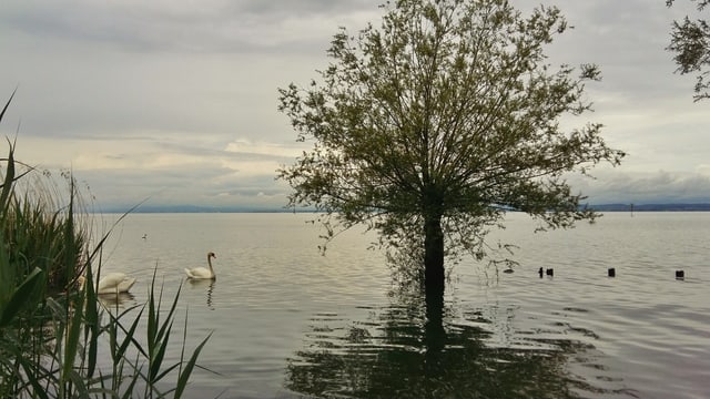 Schon am 8. Juni hatte der Bodensee Hochwasser. Am Wochenende könnte es Warnstufe 4 geben. Schon am 8. Juni hatte der Bodensee Hochwasser. Am Wochenende könnte es Warnstufe 4 geben.