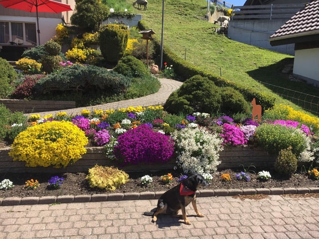 Prächtig bepflanzter Hügel, Davor ein kleiner schwarzer Hund.