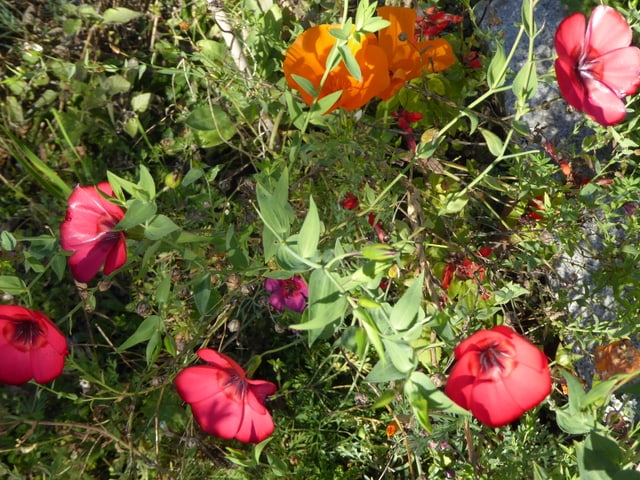 Ein Blumenmeer in einem Garten in Küttigkofen.