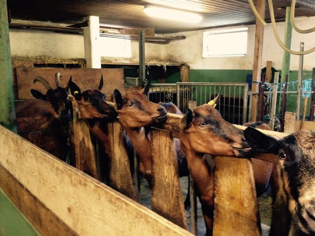 Mehrere braune Geissen in einem Stall, alle drehen die Köpfe nach rechts.