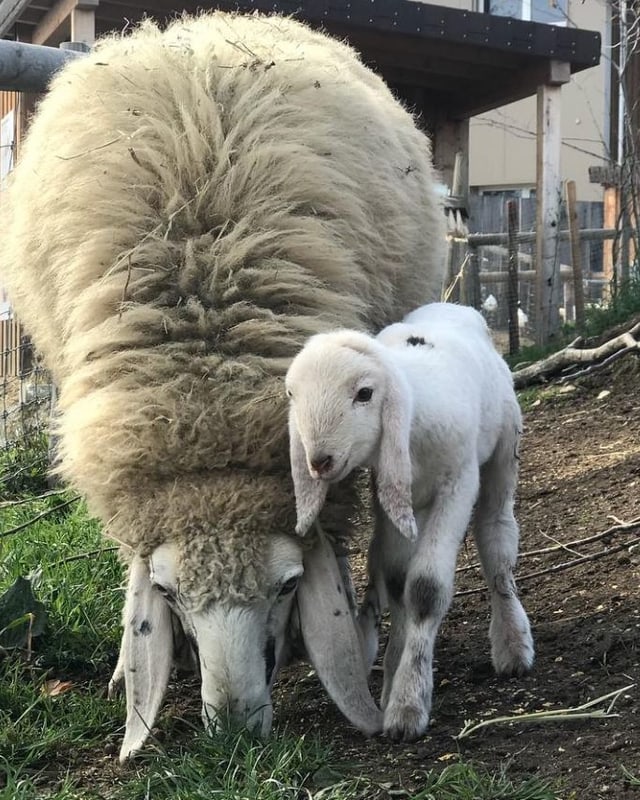 Tierpark La Garenne (Facebook) Tierpark La Garenne (Facebook)