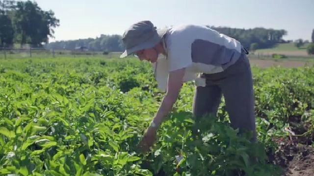 Frau arbeitet im Feld Frau arbeitet im Feld