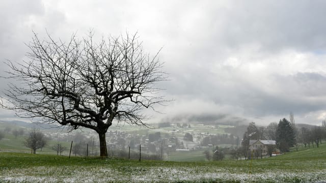 Blick an Baum ohne Blätter auf einer Wiese. Auf der Wiese wenig Schnee. Blick an Baum ohne Blätter auf einer Wiese. Auf der Wiese wenig Schnee.