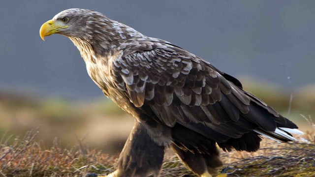 Video «Seeadler - Der Vogel Phoenix» abspielen Video «Seeadler - Der Vogel Phoenix» abspielen