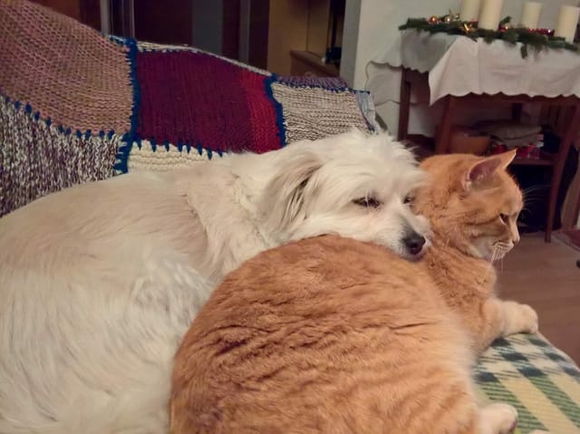 Ein schlafender Hund mit dem Kopf auf einer schlafenden Katze.