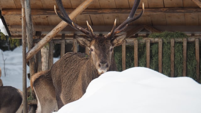 Hirsch bei Wildtierfütterung im Winter Hirsch bei Wildtierfütterung im Winter