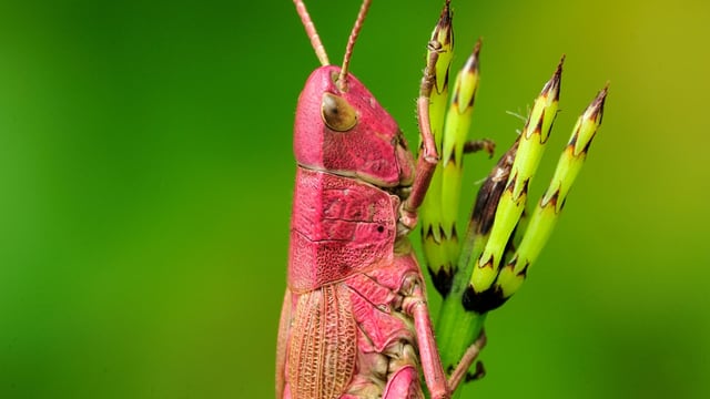 eine Heuschrecke, die am Grashalm hängt eine Heuschrecke, die am Grashalm hängt