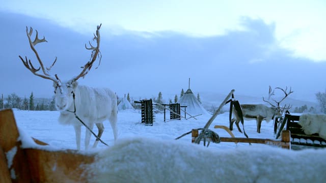 Rentiere neben Schlitten in einer Winterlandschaft. Rentiere neben Schlitten in einer Winterlandschaft.