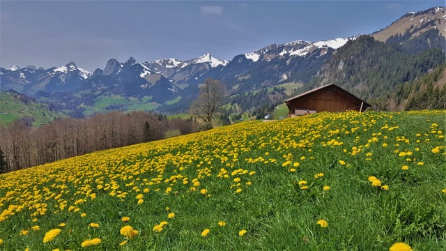 Frühlingswiese mit Löwenzahn. Frühlingswiese mit Löwenzahn.