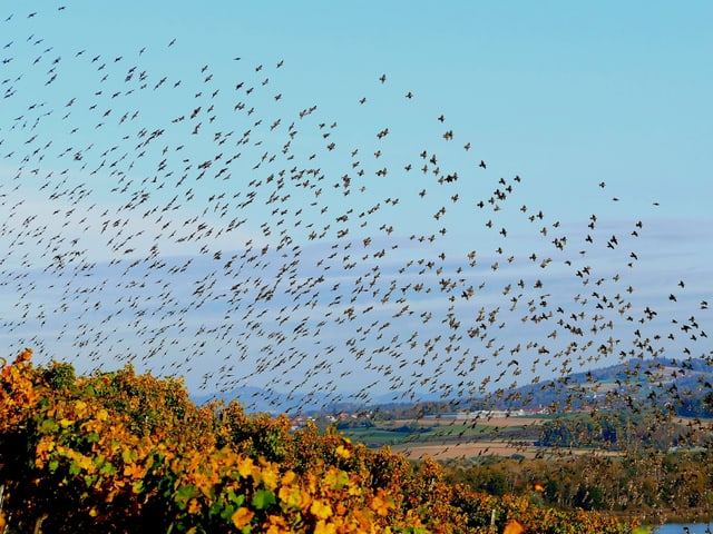 Vogelzug (Stare) über dem Rebberg
