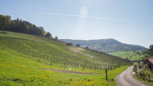 Rebberge Rebberge