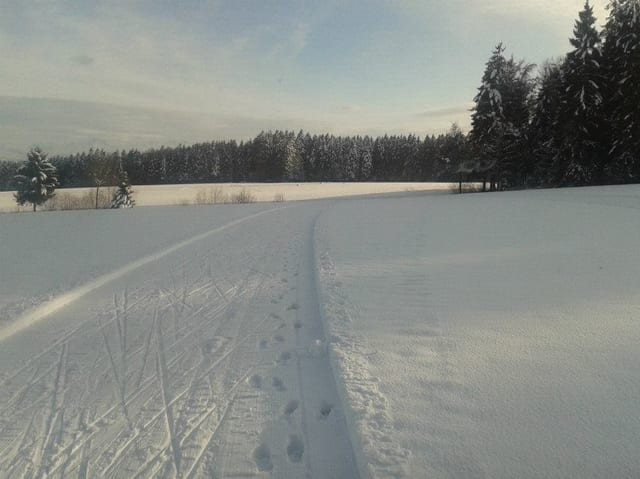 Eine Langlaufloipe, im Hintergrund ein Waldrand