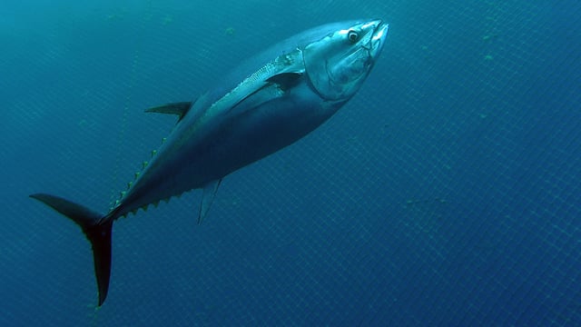 Ein Blauflossen-Thunfisch vor Malta. 