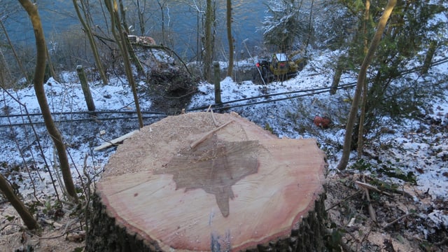 Baumstrunk auf einem Hügel, darunter Fluss. Baumstrunk auf einem Hügel, darunter Fluss.