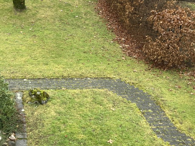 Blick auf Wiese mit Weg.