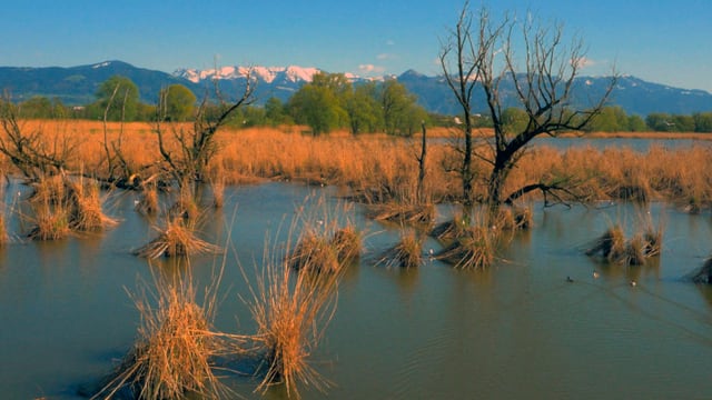 Video «Der Bodensee – Wildnis am grossen Wasser» abspielen Video «Der Bodensee – Wildnis am grossen Wasser» abspielen