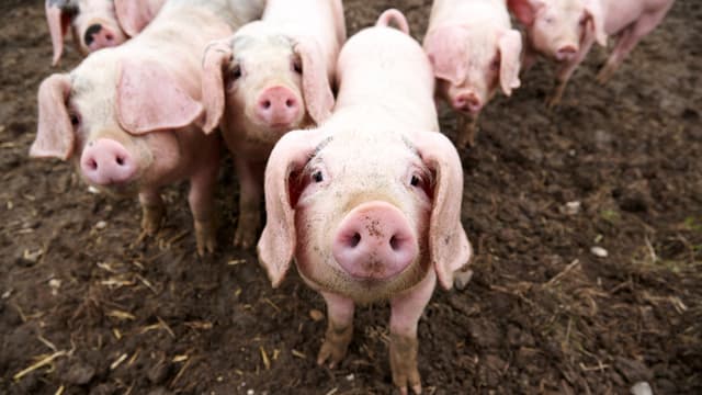 Ein Schwein grunzt in die Kamera. Ein Schwein grunzt in die Kamera.