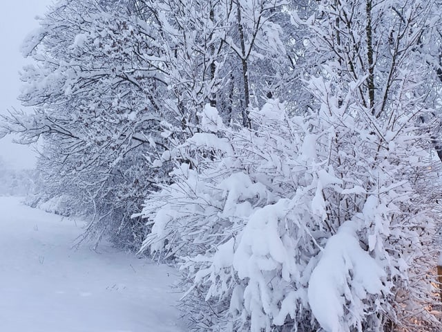 Verschneite Bäume