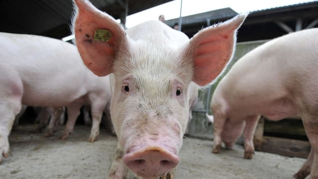 Noch keine Export-Bewilligung für Oensinger Schweineohren