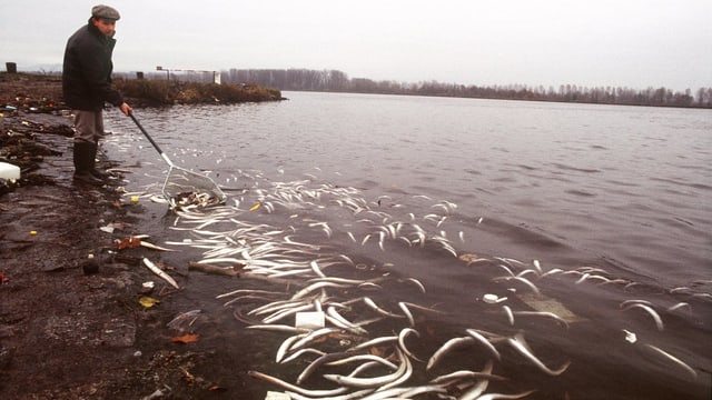 Mann mit Käscher holt tote Fische aus dem Rhein
